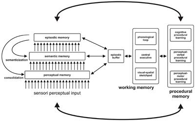 Mathematical modeling of human memory